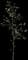 Bird Cherry — design image 3