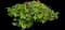 Salmonberry — design image 1