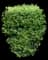 Privet (Ligustrum) — design image 4
