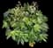Camouflage Variegated Japanese Aralia — design image 1