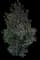 Southern Magnolia — design image 11