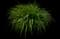 Daylilly — design image 17