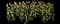 Garden Tulips — design image 35