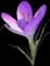 Saffron Crocus — design image 3
