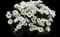 Shasta Daisy — design image 4