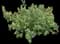 Mexican Honeysuckle — design image 1