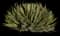 Thread-leaf Agave — design image 2