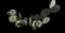 Barbary fig — design image 2
