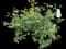 Boxwood Shrub — design image 26