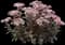 Matrona Sedum — design image 1