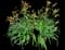 Daylilly — design image 1