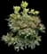 Azalea (Rhododendron) — design image 6