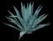 Blue American Agave Plant — design image 4