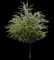 Emerald Flair Elm Tree — design image 1
