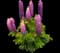 Lupine — design image 5