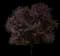 Flowering Plum Tree (Prunus cerasifera) — design image 10