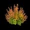 Sunjoy® Tangelo™ Barberry — design image 2