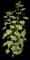 Sunflower — design image 2