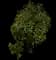 Banana Shrub — design image 1