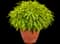 ColorBlaze® Mini Me Chartreuse Coleus — design image 2