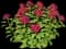 Scarlet Beebalm — design image 3