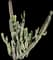 Totem Pole Cactus — design image 9