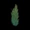 Columnar Buckthorn — design image 9