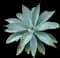 Fox Tail Agave — design image 15