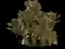 Jade Plant — design image 12