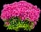 Azalea (Rhododendron) — design image 4