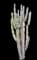 Totem Pole Cactus — design image 5