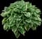 Aureomarginata Hosta — design image 4