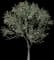 Blackthorn — design image 5