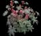 Juniper Bush — design image 6