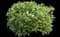 Ivory Halo® Variegated Dogwood — design image 9