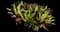 Oyster Plant — design image 11