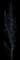 Balsam Poplar — design image 2