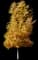 Dakota Pinnacle Birch Tree — design image 2