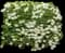 Snowball Bush — design image 3