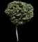 Buttonwood — design image 4