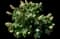 Oakleaf Hydrangea Shrub — design image 3
