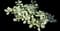 Jade Plant — design image 11