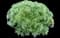 Fringed Sagebrush Wormwood — design image 7