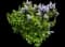 Common Lilac — design image 22