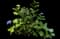 Bigleaf hydrangea — design image 11
