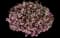 La Vida Grande Indian Hawthorn — design image 1