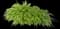 Japanese Forest Grass — design image 11