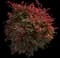 Nandina Obsession™ — design image 1