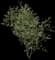 Peach Tree — design image 4