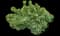 Cypress spurge — design image 1